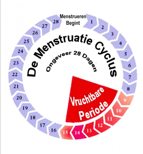 Hoe Bereken Je Je Ovulatie Beste Voor Moeders 3987